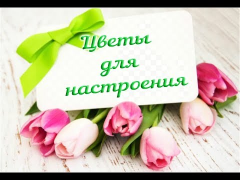 🌺Цветы для настроения. 🌺 Музыка для души - Сергей Чекалин