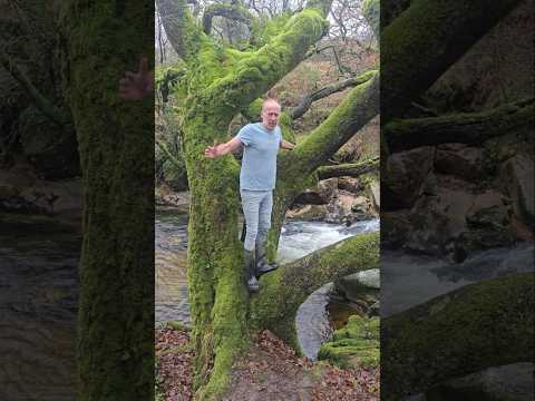 Mossey Highland Forest #adventure #treeclimbing #nature #explore #woodland #outdoors #motivation