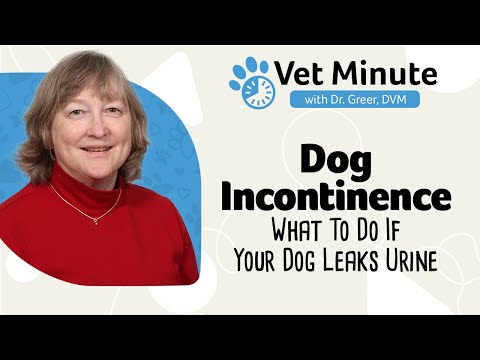 Vet Minute: Dog Incontinence