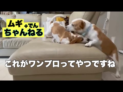 【ビーグル】待望のワンプロ