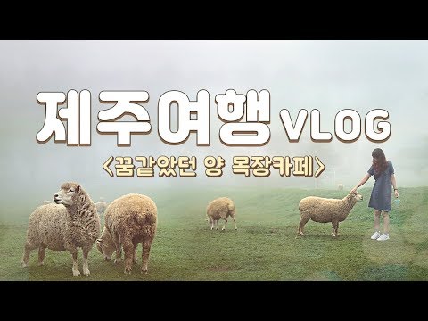 Feed the sheep at Sheep Ranch Cafe in JejuIsland