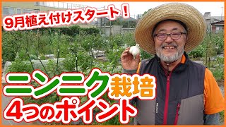 家庭菜園や農園で絶対作りたいニンニク栽培！4つのポイントを徹底解説！ホワイト六片・葉ニンニクなどにんにくの育て方を紹介！/ How to grow garlic