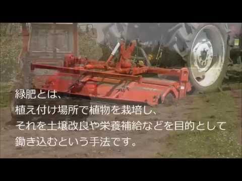 AP19【りんご研究所】りんご植付前の緑肥（スダックス）栽培