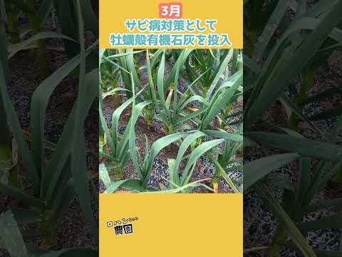 ニンニクの定植から収穫まで #shorts