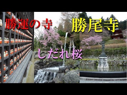 【Kansai Outing Spot】Temple of winning "Katsuoji" :  Shidare cherry tree