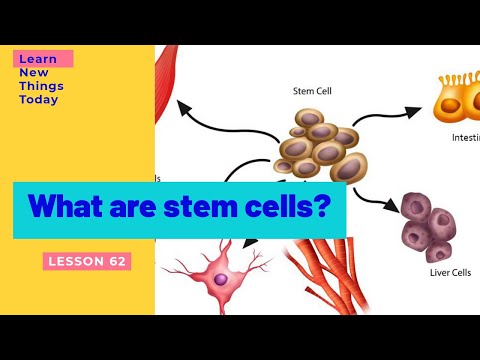 What are stem cells? #stemcells