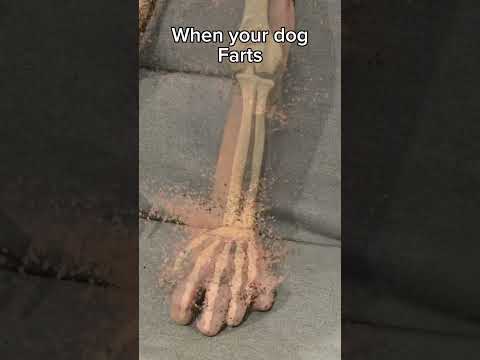 Dog farts are extra stinky🤣 #dogdad #dogparent #dogowner #dog #dogfunny #funnydogs #comedydog #dogs