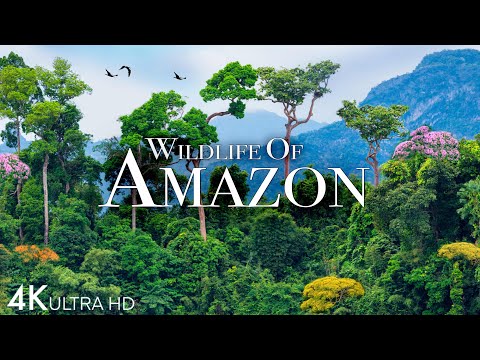 Amazon Wildlife 4K - Part 2 | Animals That Call The Jungle Home | Amazon Rainforest |Relaxation Film