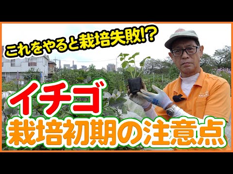 家庭菜園や農園のイチゴ栽培でこれをやると失敗！？栽培を成功させる苗の選び方や植え付け時の注意点！栽培初期のイチゴの育て方を徹底解説！【農園ライフ】