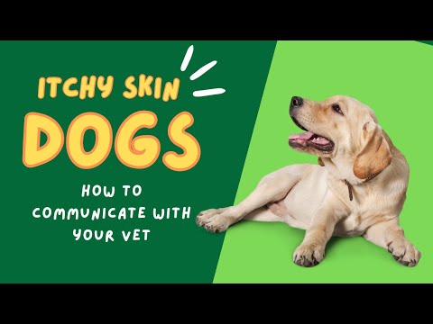 How To Talk To Your Vet About Prescription Diets & Drugs | Pets With Itchy Skin