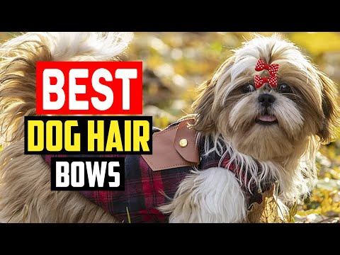 ✅Top 5 Best Dog Hair Bows in 2022