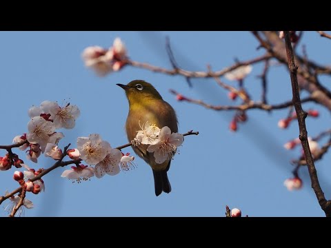 20240315　ウメジローIN馬場公園