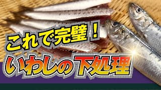 【 これで完璧！！ 】 いわし の 下処理 方法 解説 【 魚おろし方教室 ・ せり人ムタロー 】