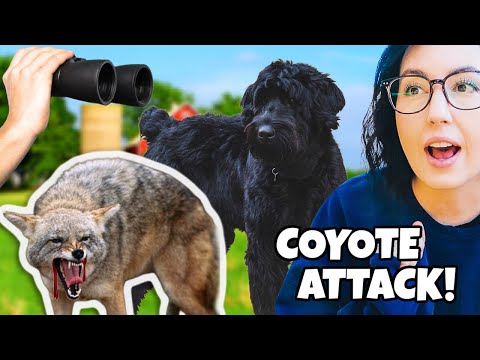 COYOTES attacked a DOG in the neighborhood! 😠