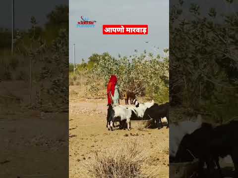 आपणों मारवाड़ 🙏🏵️🌹 #marwadi  #rajasthani #राजस्थानी_संस्कृति #देशीलोग #shots #gav  #villagelife