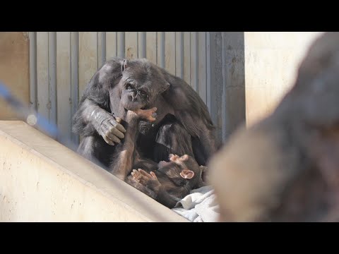 Bonbon & Dill　Tama Zoo Chimpanzee 202412