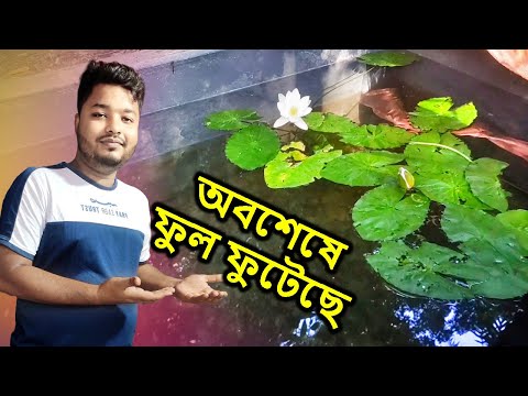 অপরূপ এই শাপলা ফুলে একুরিয়ামটি সেজেছে | Fish Aquarium | Mahid Dream Zoo