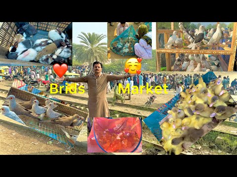 Brids Market Kabootar Ducks 🦆 Rabbits 🐇 chick 🐥 China parrots 🦜 Murning Bird 🐦 | Abdul Pigeons