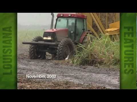 Sugarcane Harvest at Kenny Self's farm (2003)