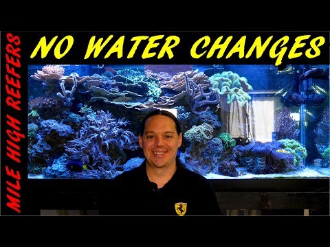 Why I don't do water changes on my reef tank