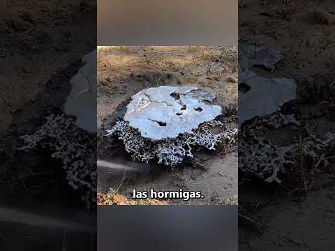 ¿Qué tan grande puede ser una colonia de hormigas? 😨