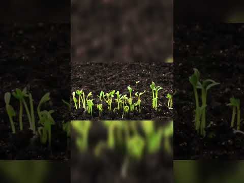 growing of seed.seed Germination #freyfarmenterprises #farming #vegitableseeds #plants #seedgrowing