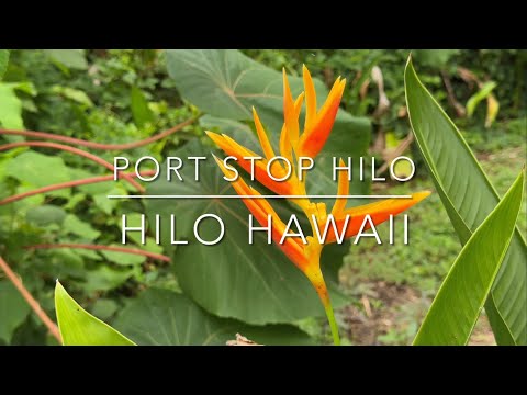 Cruise Hawaii | Hilo Port Stop | Places to Visit | Travel and Cruise Tips