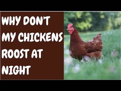 Why Dont My Chickens Roost At Night