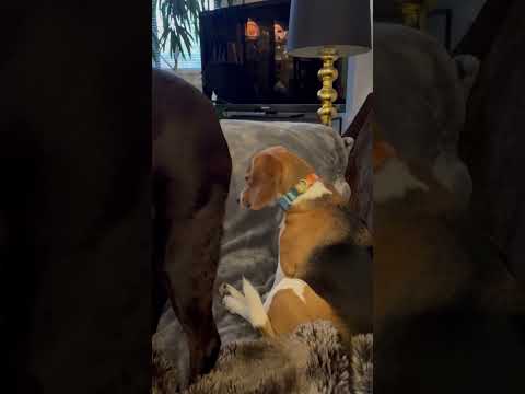 Beagle Sits Calmly as Another Dog Wags Tail in Her Face (Via - Laura B.)