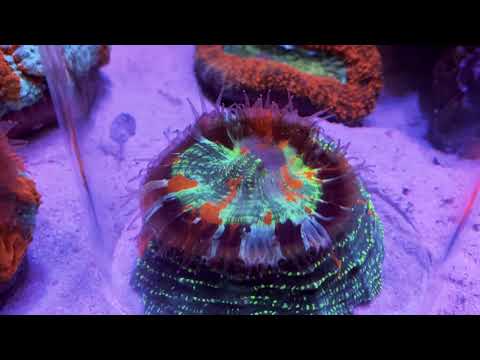 Red Sea REEFER 250 珊瑚缸 富士腦珊瑚進食 Cat's Eye Coral Acanthophyllia deshayesiana