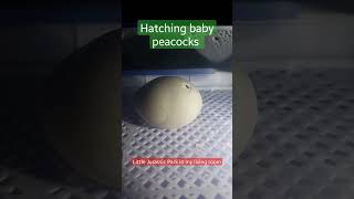 Hatching Baby Peachicks YAY!! Pt.1