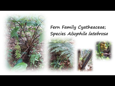 Fern Family Cyatheaceae; Species Alsophila latebrosa