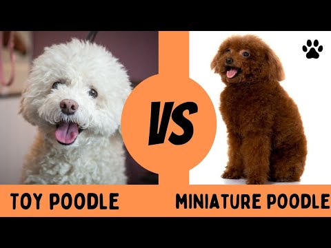 Toy Poodle vs Miniature Poodle: Poodle Comparisons