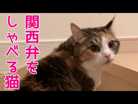 毛布について文句を言う猫！おしゃべりペット