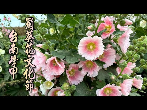 台南學甲蜀葵花文化節