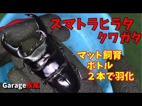 スマトラヒラタクワガタ羽化　マット飼育　ボトル２本で羽化　#クワガタ #カブトムシ