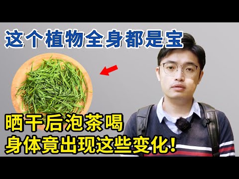 寻找身边的中草药，居家必备的凉茶“淡竹叶”全身都是宝！【生活家】