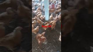 Farm management days 40 #days #farmmanagement #chicken #poultrydays