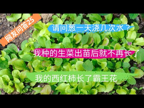 网友问答 第25期：请问葱一天浇几次水？我种的生菜出苗后就不再长了，而且颜色变淡，不知道是什么原因？我的西红柿毎株都长了霸王花并且有几株不再向上长