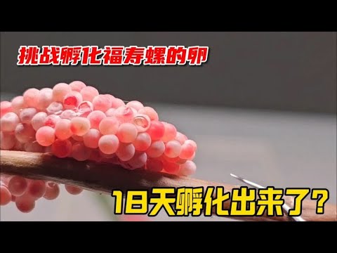 花18天时间把福寿螺卵放小盒子里“孵化”竟然成功？结局太离谱了