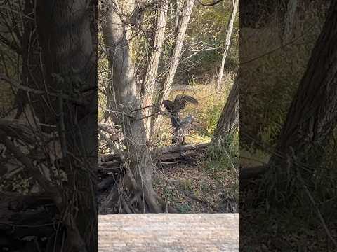 A Group of Turkey Vulture in the forest | Horizons_視野 | bird | wildlife