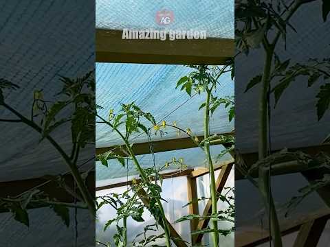 Tomatoes have grown to the ceiling of the greenhouse! What to do? #tomato #tomatoes #greenhouse