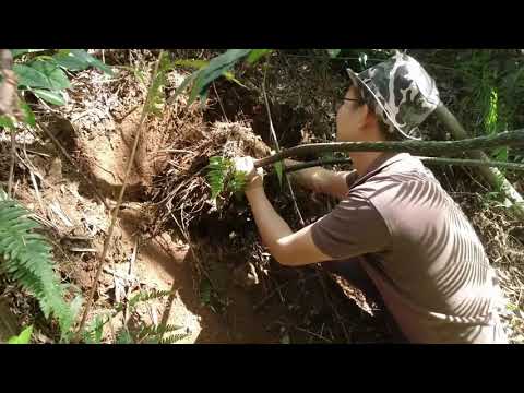 比人高的蕨类植物，非常气派，有钱人都喜欢把它种在家里