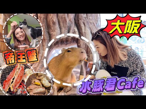 【大阪】心齋橋🇯🇵道頓堀-美國村💥必食蟹宴🦀 帝王蟹/毛蟹/雪蟹/🐡 親親水豚君Cafe 🐶🐱🐰 沾麵 #大阪自由行 #水豚 #心齋橋