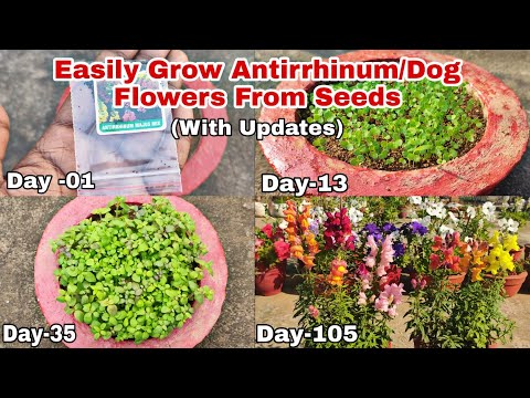 How To Grow Antirrhinum/Dog Flowers From Seeds With Updates Till Flowering