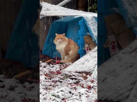 雪が降る中ご飯を待つ加藤茶さん