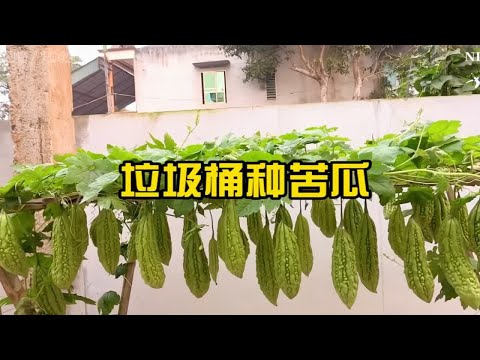 用垃圾桶也能种苦瓜，不仅简单实用，而且产量惊人，值得一试