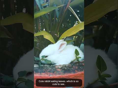 Cute rabbit video..Rabbits eating leaves..cute and funny #shorts #rabbit