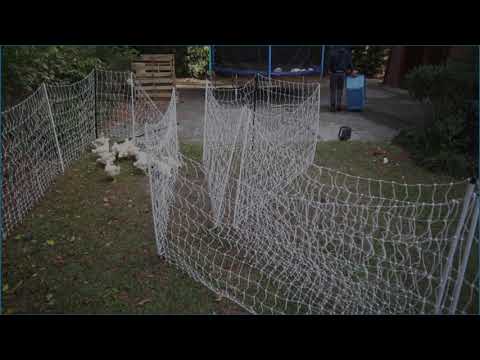 C6310   Backyard Chicks Episode 2   The Big Move!