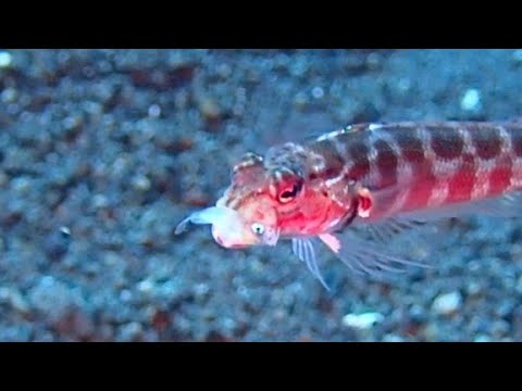 [ワヌケトラギス]  #捕食シーン w⁠(⁠°⁠ｏ⁠°⁠)⁠w Predation scene : Cylindrical sandperch ate a small fish